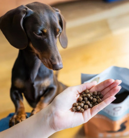 Perro - Wołowina z batatmi dla psów dorosłych małych ras 3kg