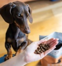 Perro - Wołowina z batatmi dla psów dorosłych małych ras 1kg