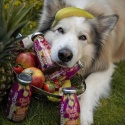 SmoothieDog Obstkorb – owocowe smoothie dla psa 250ml