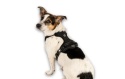 Max&Molly Sport Harness Matrix 2.0 Black - szelki regulowane dla psa z identyfikatorem QR - M