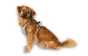 Max&Molly Sport Harness Matrix 2.0 Sand - szelki regulowane dla psa z identyfikatorem QR - L