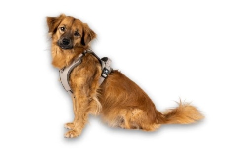 Max&Molly Sport Harness Matrix 2.0 Sand - szelki regulowane dla psa z identyfikatorem QR - M