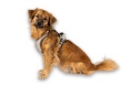 Max&Molly Sport Harness Matrix 2.0 Sand - szelki regulowane dla psa z identyfikatorem QR - S