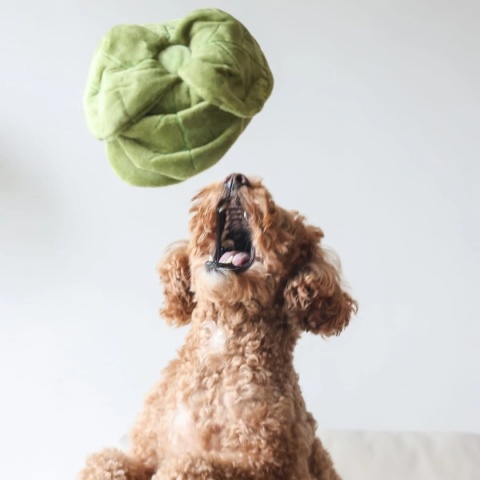 Pups & Bubs - SNUFFLE CABBAGE - Zabawka węchowa Kapusta